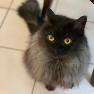 Meet your Posher, Yi-ting